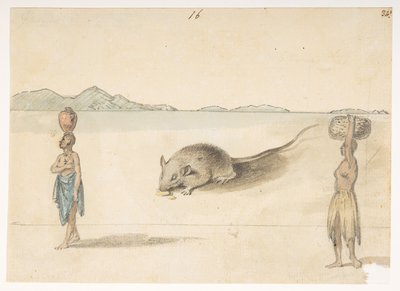 Mouse. Inhabitants probably of St. Jago. On back: Octopus. Belly of the same fish. The Sketch marked F belongs to this, from an Album of 372 drawings of landscapes, coastlines, costumes and everyday life made during Lord Macartney