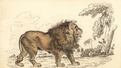 Asiatic lion, endangered, Panthera leo leo, 1834 (engraving) by William Alexander Forbes