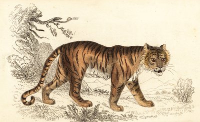 Bengal tiger, Panthera tigris tigris (engraving) by William Alexander Forbes