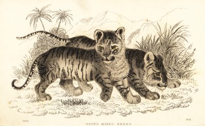 Hybrid lion and tiger cubs, 1834 (engraving) by William Alexander Forbes