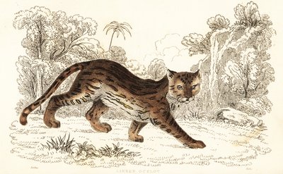 Margay, Leopardus wiedii catenata (engraving) by William Alexander Forbes