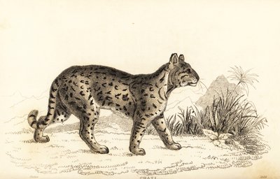 Ocelot, Leopardus pardalis mitis, 1834 (engraving) by William Alexander Forbes