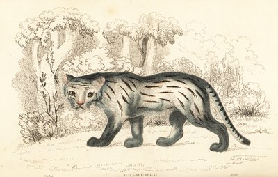 Pampas Cat or Pantanal, Leopardus Colocola, 1834 (engraving) by William Alexander Forbes