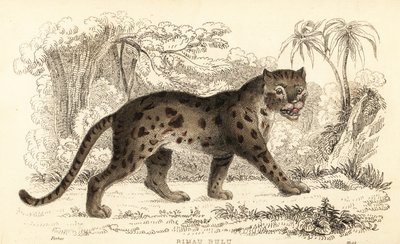Sunda Leopard Cat, Prionailurus bengalensis subsp. sumatranus by William Alexander Forbes