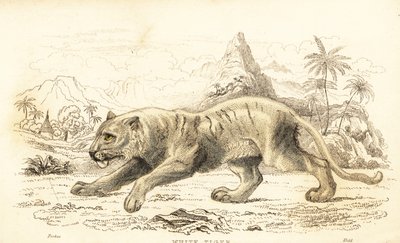 White tiger, Panthera tigris tigris, endangered, 1834 (engraving) by William Alexander Forbes