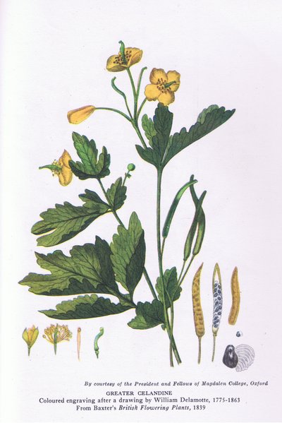 Greater Celandine, Nature in Britain Published by Collins by William Alfred Delamotte