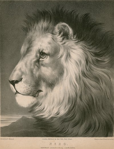 Nero the Lion, Surrey Zoological Gardens, London by William Barraud