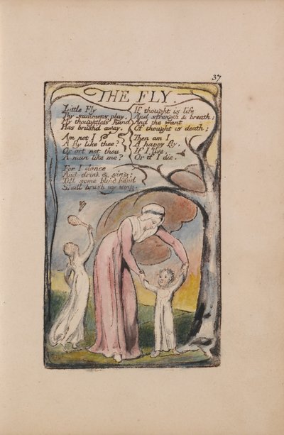 Songs of Innocence and of Experience, Plate 37, The Fly (Bentley 40) by William Blake