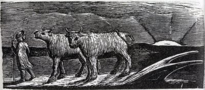 Unyoked Heifers Loitering Homeward, Illustration from Dr. Thornton