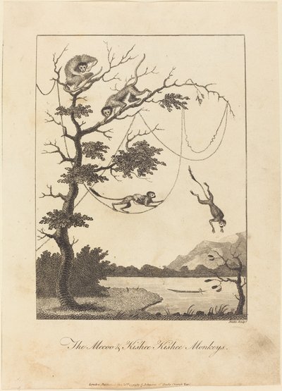 The Mecoo & Kisbee Kishee Monkeys by William Blake after John Gabriel Stedman