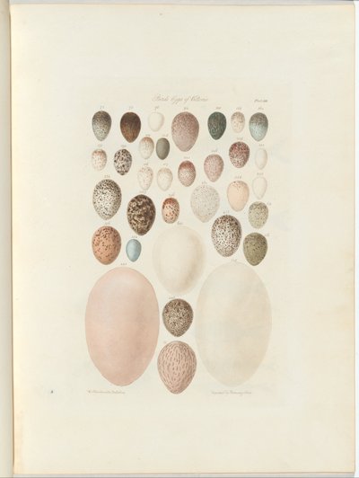 Birds eggs of Victoria. the unpublished folio Australia Terra Cognita by William Blandowski. 1855-56 by William Blandowski