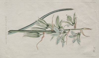 The Botanical Magazine or Flower Garden Displayed: Star of Bethlehem by William Curtis