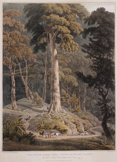 View of the Great Tree, Prince of Wales Island by William Daniell