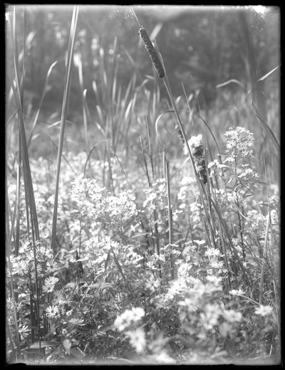 Close Shot of Cattails in the Reliance Woods by William Davis Hassler