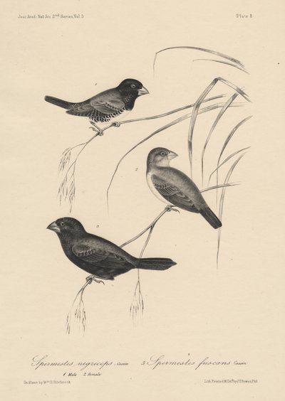Spermestes Nigriceps (male and female) and Spermestes Fuscans, litho by J.T. Bowen, 1850 by William E. Hitchcock