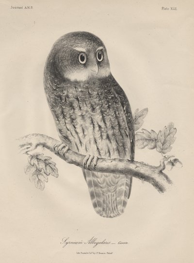 Syrnium Albogularis, Litho by J.T. Bowen, 1850 by William E. Hitchcock