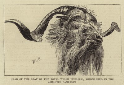 Head of the Goat of the Royal Welsh Fusiliers, Which Died in the Ashantee Campaign by William Edward Atkins