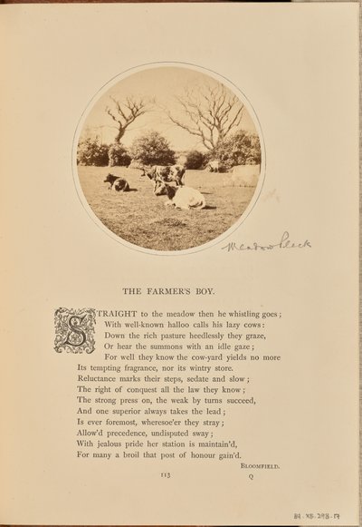 Pastoral scene with cattle resting in a field, England by William Grundy