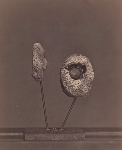 Excised Knee Joint. A Round Musket Ball in the Inner Condyle of the Right Femur by William H. Bell