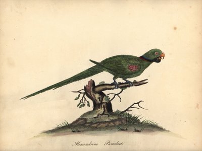Alexandrine parakeet, Psittacula eupatria (Psittacus alexandri) by William Hayes