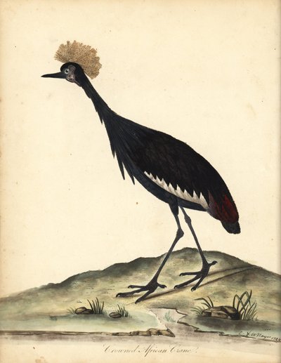 Black Crowned Crane, Balearica pavonina. Handcoloured Copperplate Engraving of an Illustration by William Hayes and His Child C from Portraits of Rare and Curious Birds from the Menagery of Osterly Park by William Hayes