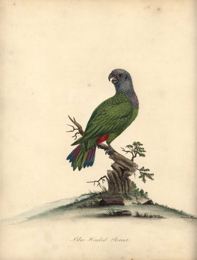 Blue-headed Parrot, Pionus Menstruus. Handcoloured Copperplate Engraving from William Hayes