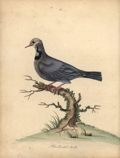 Blue-Headed Quail-Dove, Starnoenas Cyanocephala. Handcoloured Copperplate Engraving of an Illustration by William Hayes from Portraits of Rare and Curious Birds from the Menagery of Osterly Park by William Hayes