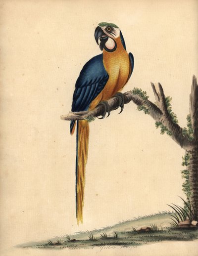 Blue and Yellow Macaw, Ara ararauna. Handcoloured Copperplate Engraving of an Illustration by William Hayes from 