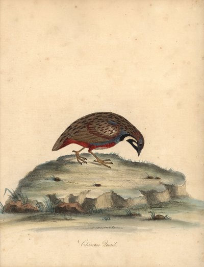 Blue Breasted Quail, Coturnix Chinensis. Handcoloured Copperplate Engraving from Portraits of Rare and Curious Birds from the Menagery of Osterly Park by William Hayes