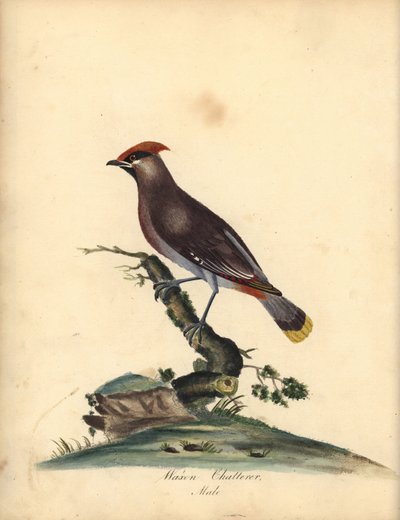Bohemian Waxwing, Bombycilla Garrulus. Handcoloured Copperplate Engraving of an Illustration by Ann Hayes from William Hayes