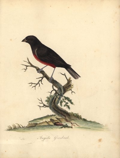Chestnut-Bellied Seed-Finch, Oryzoborus Angolensis. Handcoloured Copperplate Engraving of an Illustration by William Hayes from Portraits of Rare and Curious Birds from the Menagery of Osterly Park by William Hayes
