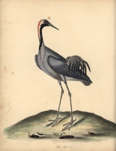 Common Crane, Grus Grus. Handcoloured Copperplate Engraving of an Illustration by William Hayes from Portraits of Rare and Curious Birds from the Menagery of Osterly Park by William Hayes