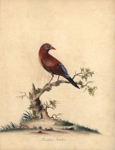 Common Grenadier, Uraeginthus Granatinus, Native to Africa. Handcoloured Copperplate Engraving of an Illustration by William Hayes from Portraits of Rare and Curious Birds from the Menagery of Osterly Park by William Hayes