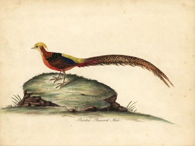 Golden or Chinese pheasant, Chrysolophus pictus, male. Handcoloured copperplate engraving of an illustration by William Hayes from Portraits of Rare and Curious Birds from the Menagery of Osterly Park, London by William Hayes