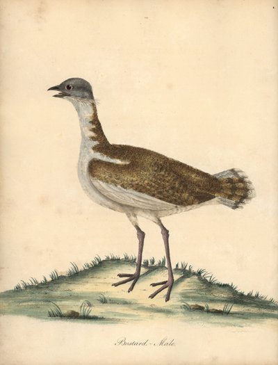 Great Bustard, Otis tarda, Male. Vulnerable. Handcoloured Copperplate Engraving of an Illustration by William Hayes from 