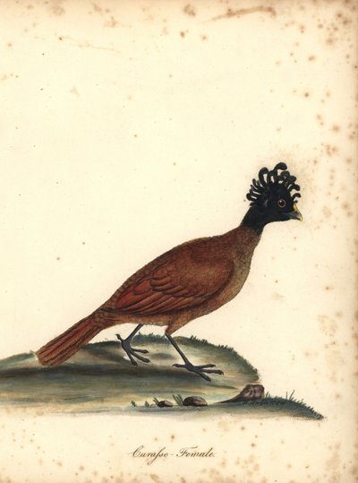 Great curassow, Crax rubra, female (Curasso, Crax rubra) Vulnerable by William Hayes