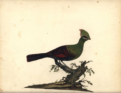 Guinea or Green Turaco, Tauraco persa. Handcoloured Copperplate Engraving of an Illustration by William Hayes from 