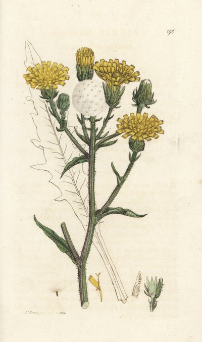 Hawkweed ox-tongue, Picris hieracioides. Handcoloured copperplate engraving by James Sowerby from James Smith