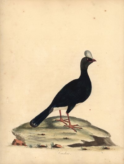 Horned Currasow, Pauxi Unicornis. Handcoloured Copperplate Engraving of an Illustration by William Hayes from Portraits of Rare and Curious Birds from the Menagery of Osterly Park by William Hayes