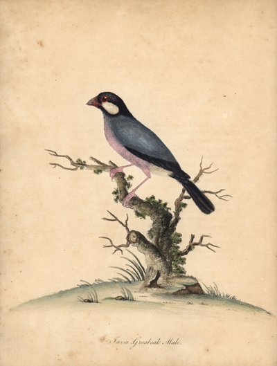 Java Sparrow, Lonchura Oryzivora. Handcoloured Copperplate Engraving from Portraits of Rare and Curious Birds from the Menagery of Osterly Park by William Hayes