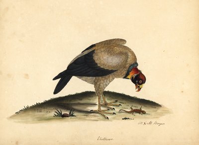 King Vulture, Sarcoramphus papa. Handcoloured Copperplate Engraving of an Illustration by William Hayes and His Daughter M from Portraits of Rare and Curious Birds from the Menagery of Osterly Park by William Hayes