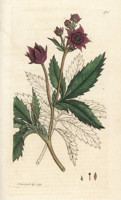 Marsh cinquefoil, Comarum marsh. Handcoloured copperplate engraving by James Sowerby from James Smith