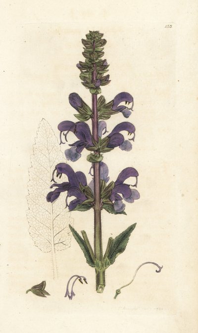 Meadow Clary, Salvia Pratensis by William Hayes