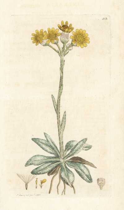 Mountain Fleawort, Tephroseris Integrifolia by William Hayes