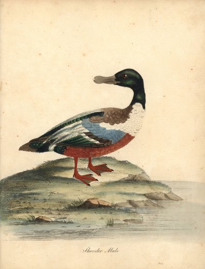 Northern Shoveller, Anas Clypeata, Male. Handcoloured Copperplate Engraving of an Illustration by William Hayes from Portraits of Rare and Curious Birds from the Menagery of Osterly Park by William Hayes
