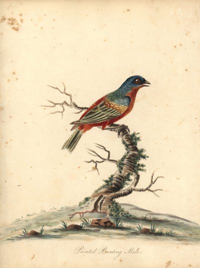 Painted Bunting, Passerina Ciris, Male. Handcoloured Copperplate Engraving of an Illustration by William Hayes from Portraits of Rare and Curious Birds from the Menagery of Osterly Park by William Hayes
