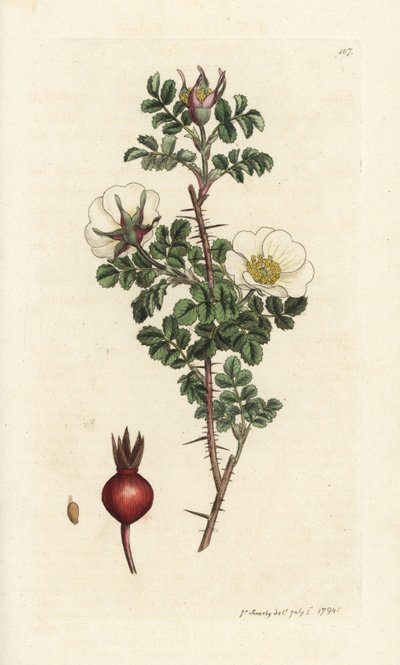 Pink Burnet, Rosa Spinosissima. Handcoloured Copperplate Engraving by James Sowerby from James Smith