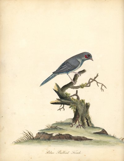 Red-cheeked Cordonbleu, Uraeginthus Bengalus. Handcoloured Copperplate Engraving from Portraits of Rare and Curious Birds from the Menagery of Osterly Park by William Hayes