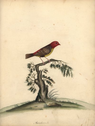 Red Avadavat, Amandava Amandava. Handcoloured Copperplate Engraving of an Illustration by William Hayes from Portraits of Rare and Curious Birds from the Menagery of Osterly Park by William Hayes