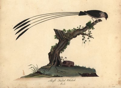 Shaft-tailed whydah, Vidua regia. Handcoloured copperplate engraving of an illustration by William Hayes and his daughter Matilda from Portraits of Rare and Curious Birds from the Menagery of Osterly Park, London by William Hayes